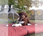 Small Photo #1 Bordoodle Puppy For Sale in HILLSBORO, WI, USA