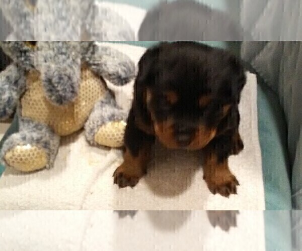 Full screen Photo #6 Rottweiler Puppy For Sale in CONWAY, AR, USA