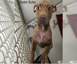 Labrador Retriever-Unknown Mix Dogs for adoption in Palmetto, FL, USA