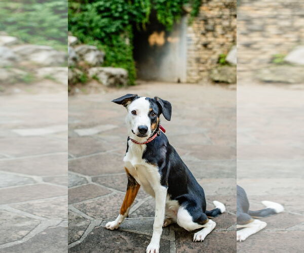 Medium Photo #4 Beagle-Border Collie Mix Puppy For Sale in Belleuve, NE, USA