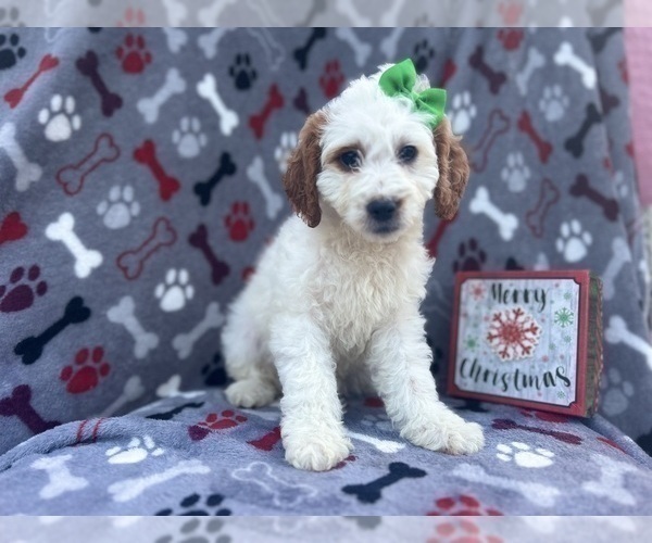 Medium Photo #9 Cock-A-Poo Puppy For Sale in LAKELAND, FL, USA
