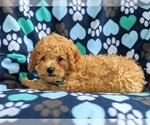 Small Photo #4 Cavapoo Puppy For Sale in BIRD IN HAND, PA, USA