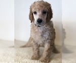 Small #1 Poodle (Standard)