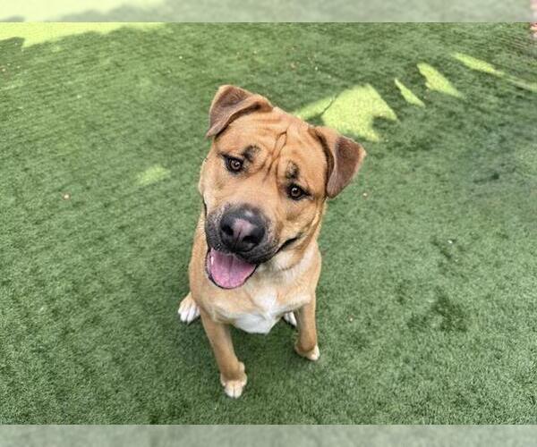 Medium Photo #2 Labrador Retriever Puppy For Sale in Pasadena, CA, USA