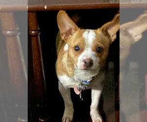Chihuahua Dogs for adoption in San Antonio, TX, USA