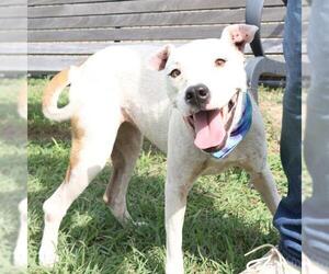 American Staffordshire Terrier-Unknown Mix Dogs for adoption in San Antonio, TX, USA