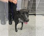 Small Labrador Retriever Mix