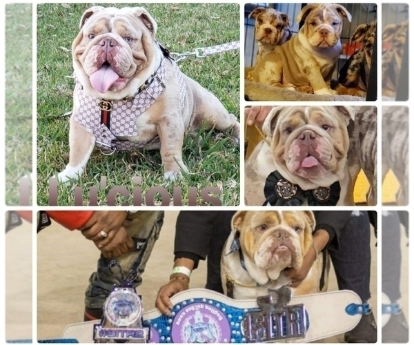Medium Photo #1 Bulldog Puppy For Sale in DICKINSON, TX, USA