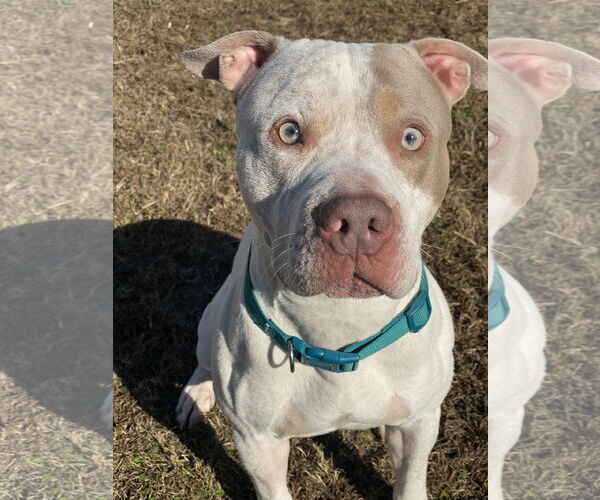 Medium Photo #2 American Pit Bull Terrier-Unknown Mix Puppy For Sale in Virginia Beach, VA, USA