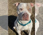 Small #1 American Pit Bull Terrier Mix