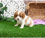 Small #2 Cavalier King Charles Spaniel