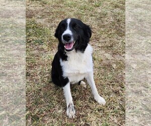 Father of the Border Collie puppies born on 05/02/2024