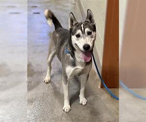 Siberian Husky Dogs for adoption in Upland, CA, USA