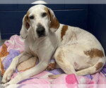 Small American Foxhound Mix