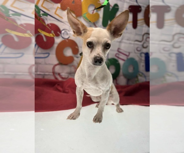 Medium Photo #1 Chihuahua Puppy For Sale in Coralville, IA, USA