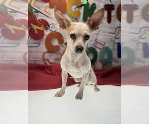Chihuahua Dogs for adoption in Coralville, IA, USA