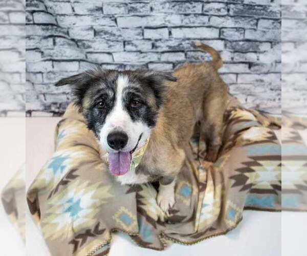 Medium Photo #5 Basset Hound-Collie Mix Puppy For Sale in Kennesaw, GA, USA