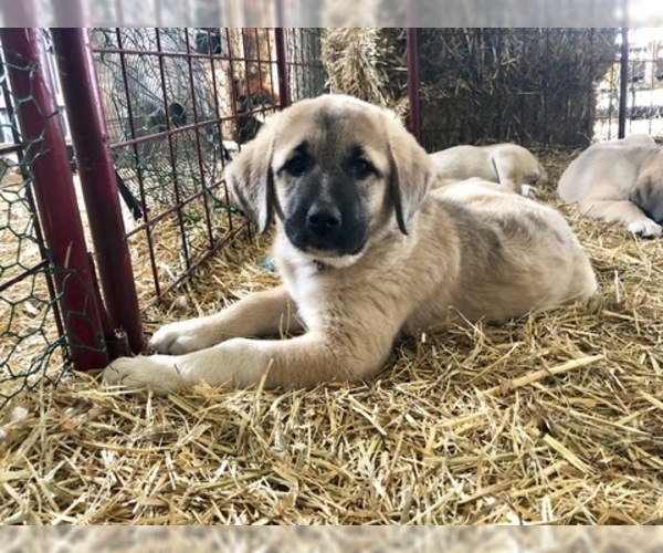Medium Photo #16 Anatolian Shepherd Puppy For Sale in ROBSTOWN, TX, USA