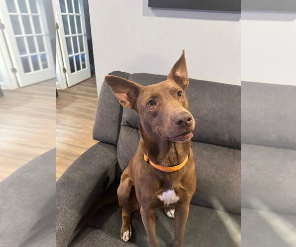 Medium Photo #21 German Shepherd Dog-Unknown Mix Puppy For Sale in Westminster, MD, USA