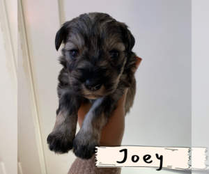 Schnauzer (Miniature) Puppy for sale in TAYLORS, SC, USA