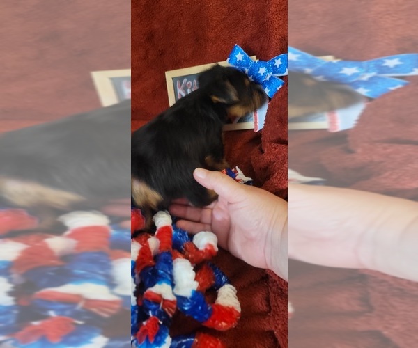 Medium Photo #11 Yorkshire Terrier Puppy For Sale in AKRON, OH, USA