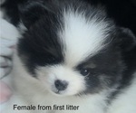 Small #1 Pomeranian