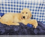 Small Photo #12 Golden Retriever Puppy For Sale in COLORADO SPRINGS, CO, USA