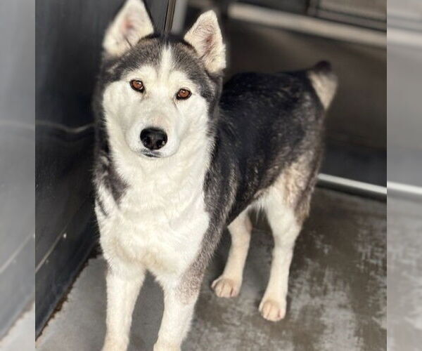 Medium Photo #2 Siberian Husky-Unknown Mix Puppy For Sale in San Bernardino, CA, USA