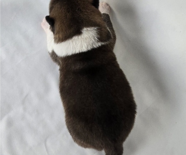 Medium Photo #4 Akita Puppy For Sale in STRAFFORD, MO, USA