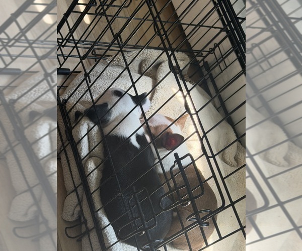 Medium Photo #5 Boston Terrier Puppy For Sale in WARWICK, RI, USA
