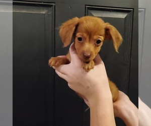 Dachshund Puppy for sale in SPRINGFIELD, MO, USA