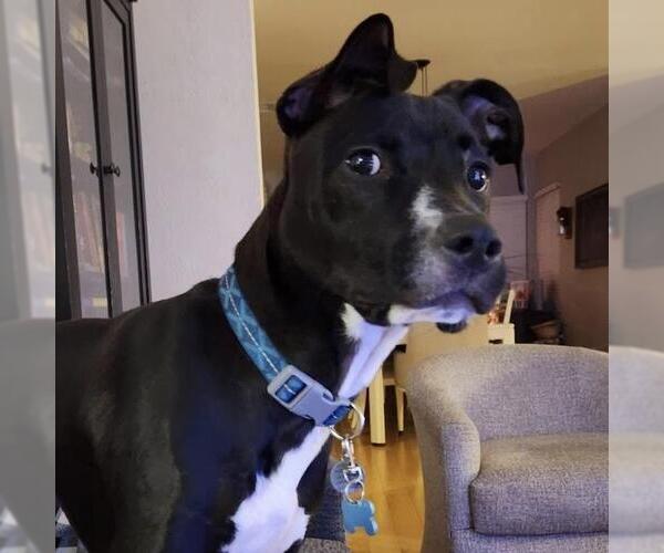 Medium Photo #3 Mutt Puppy For Sale in San Diego, CA, USA