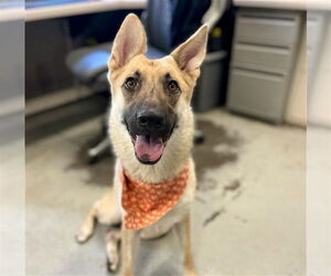 German Shepherd Dog Dogs for adoption in Stockton, CA, USA