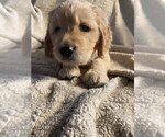 Small #3 Goldendoodle