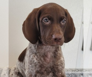 German Shorthaired Pointer Puppy for Sale in NEWPORT, Nebraska USA