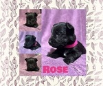 Puppy Rose pending Scottish Terrier