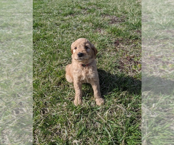 Medium Photo #5 Goldendoodle Puppy For Sale in KINGSTON, MO, USA