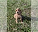 Small Photo #5 Goldendoodle Puppy For Sale in KINGSTON, MO, USA