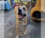 Small #8 Akita Mix