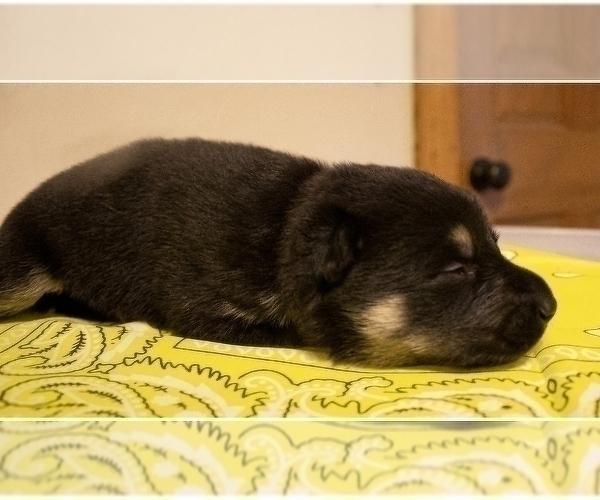 Medium Photo #3 German Shepherd Dog Puppy For Sale in FAIR GROVE, MO, USA