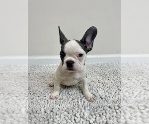 French Bulldog Puppy for sale in CHARLESTON, SC, USA