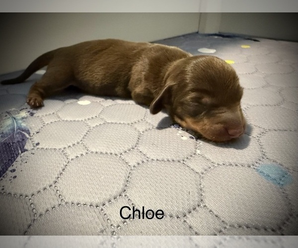 Medium Photo #1 Dachshund Puppy For Sale in ROCKWALL, TX, USA