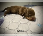 Puppy Chloe Dachshund
