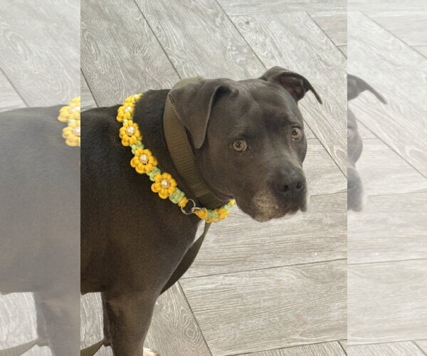 Medium Photo #1 Mutt Puppy For Sale in The Woodlands, TX, USA