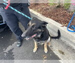 ONYX - Female German Shepherd Dog Dog for Adoption - Small photo