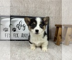 Small #1 Pembroke Welsh Corgi