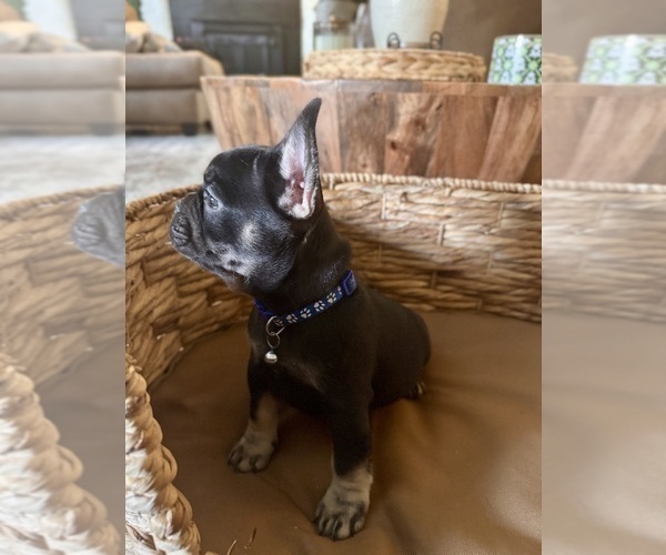 Medium Photo #1 French Bulldog Puppy For Sale in BONNEAU, SC, USA