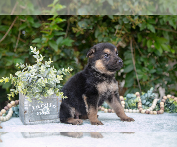 Medium Photo #3 German Shepherd Dog Puppy For Sale in GRABILL, IN, USA