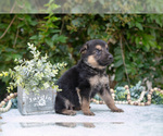 Small #2 German Shepherd Dog