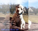 Small Photo #1 Dalmatian Puppy For Sale in ELKMONT, AL, USA